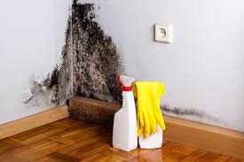 Best Mold Prevention Services in La Villa, TX